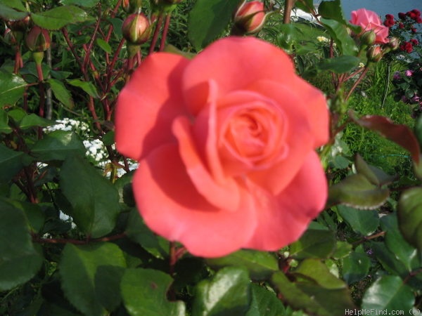 'Schackenborg Castle' rose photo