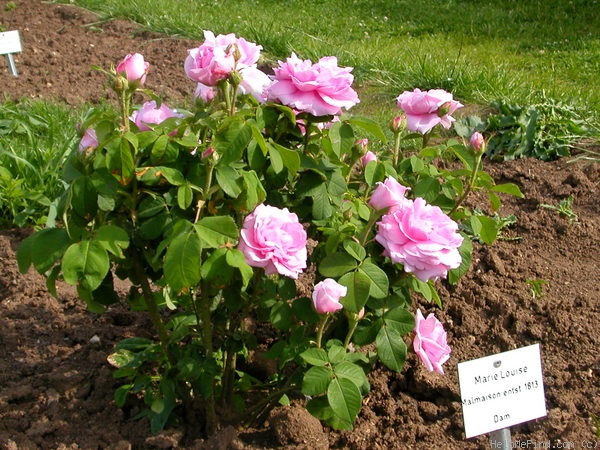 'Marie Louise (Damask, Haghen, by 1810)' rose photo