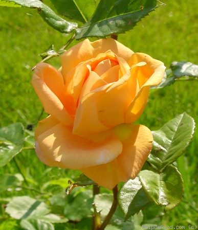 'Leander' rose photo