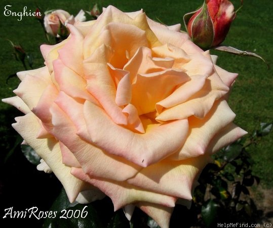'Enghien' rose photo