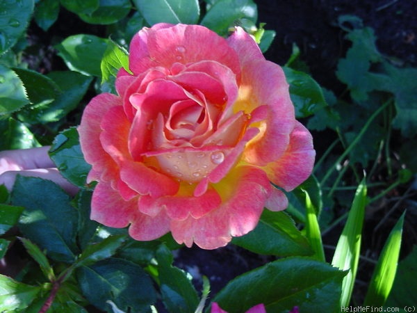 'Piccadilly ®' rose photo
