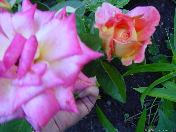 'Piccadilly ®' rose photo