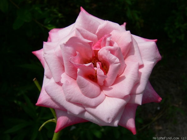 'Gräfin Sonja ™' rose photo