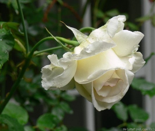 'Mrs. Foley-Hobbs' rose photo