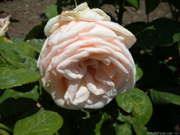 'Truly Yours ™ (hybrid tea, Carruth 2004)' rose photo