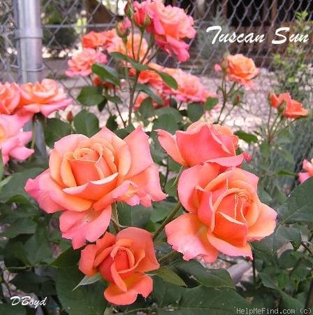 'Tuscan Sun ™' rose photo