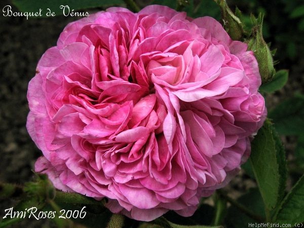 'Bouquet de Vénus' rose photo
