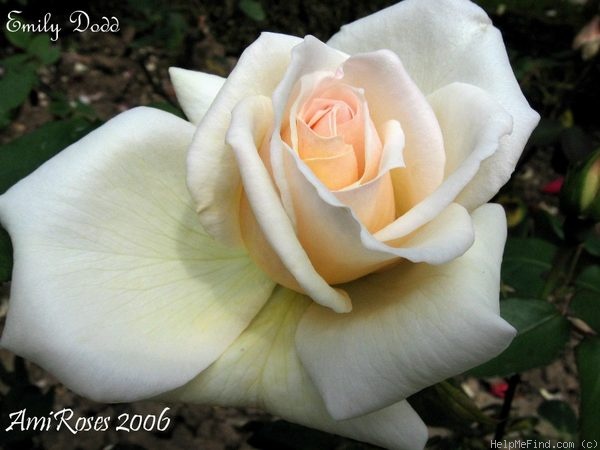 'Emily Dodd' rose photo