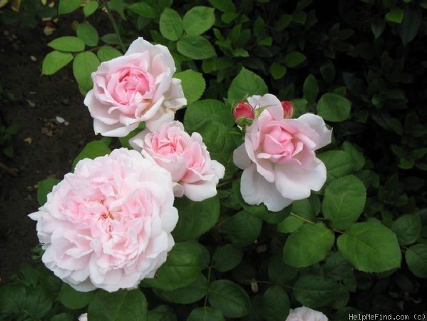 'Eglantyne' rose photo