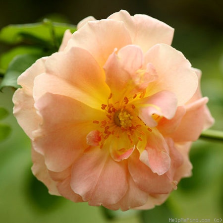 'Lafter' rose photo