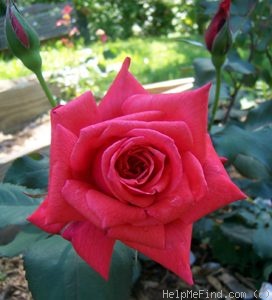 'El Cid' rose photo