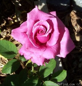 'Shi-un' rose photo