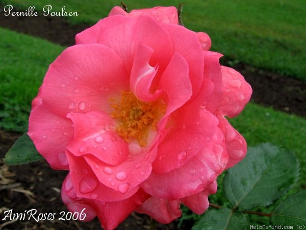 'Pernille Poulsen ®' rose photo