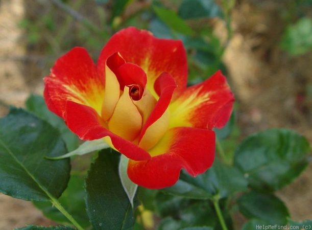 'Bolshoï (hybrid tea, Meilland, 2000)' rose photo