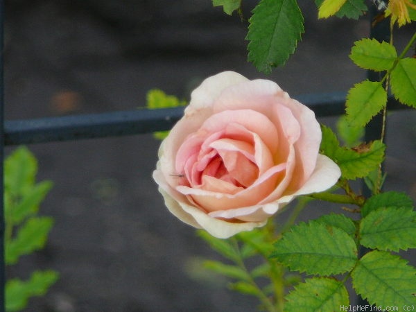 'Prairie Peace' rose photo