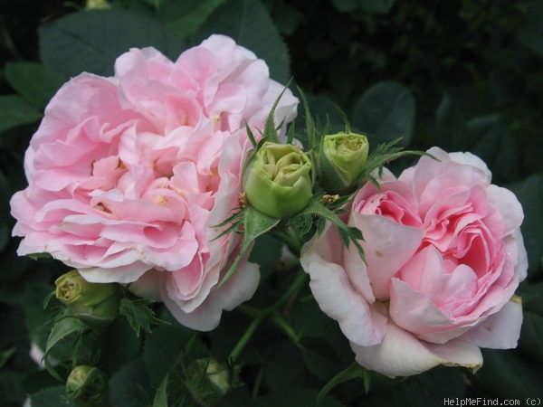 'Great Maiden's Blush' rose photo