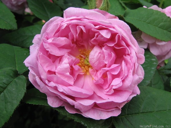 'Sophie de Marsilly (moss, Moreau & Robert, 1863)' rose photo