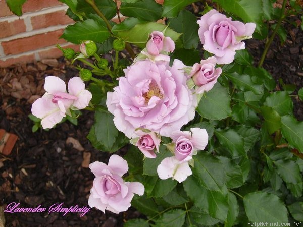 'Fragrant Lavender Simplicity ®' rose photo