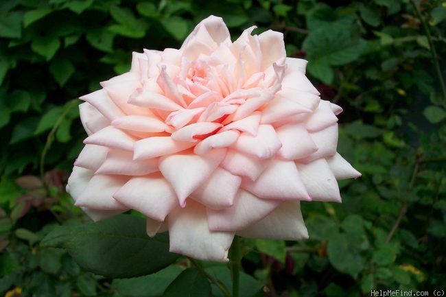 'Tipsy Imperial Concubine' rose photo