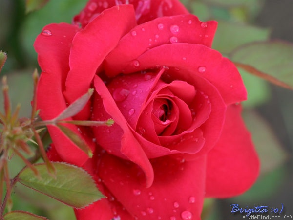 'Burgund 81 (hybrid tea, Kordes 1981)' rose photo