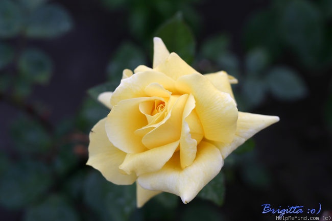 'Mabella ®' rose photo