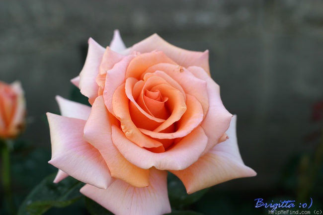'Warm Wishes' rose photo