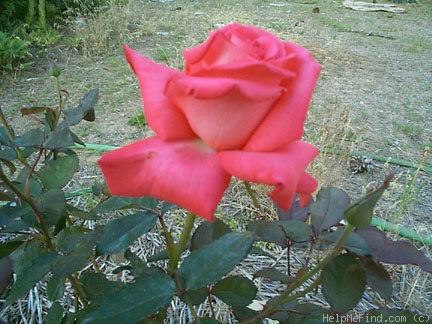 'Liverpool Remembers' rose photo