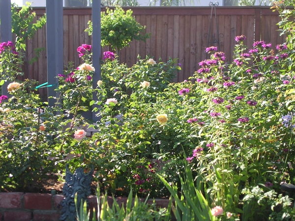 'All Things Roses - Dove's California Garden'  photo