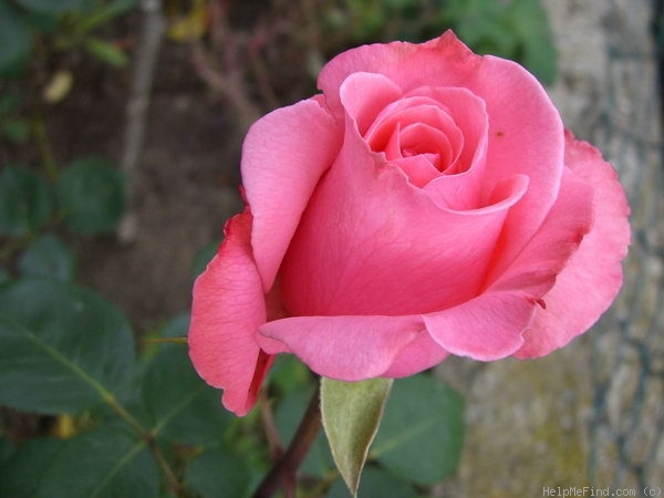 'Pink Ocean ®' rose photo