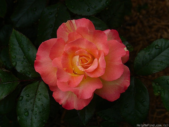 'Chihuly ®' rose photo