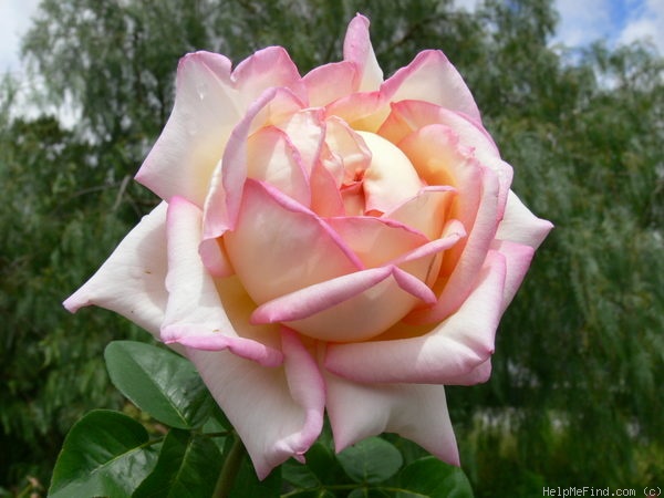 'Madame A. Meilland, Cl.' rose photo