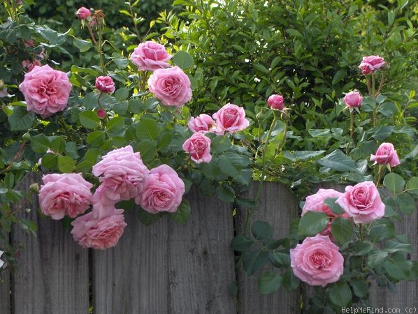 'Aloha (cl. hybrid tea, Boerner before 1949)' rose photo