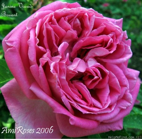 'Janine Viaud-Bruant' rose photo
