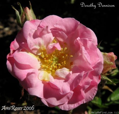 'Dorothy Dennison' rose photo