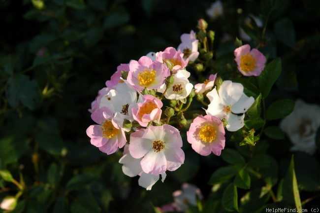 'Robe de Soie' rose photo