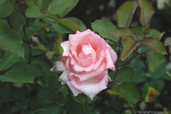 'Niagara Pride' rose photo