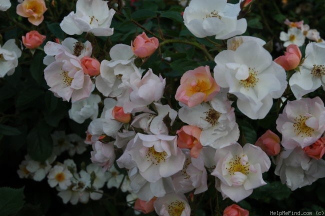 'Smarty ® (shrub, Ilsink 1977)' rose photo