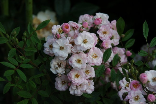 'Jet Spray' rose photo