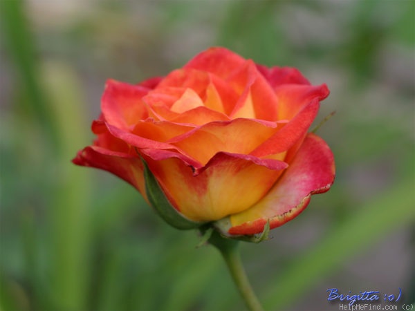 'Animo' rose photo