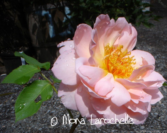 'Belle Story' rose photo