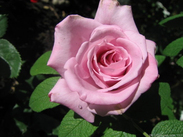 'Blue Moon' rose photo