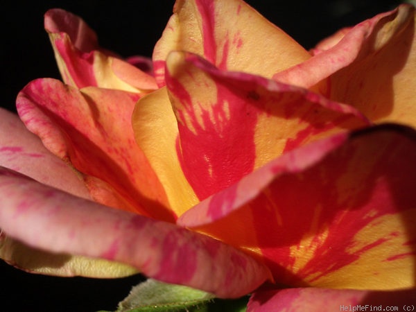 'Cabana ™ (hybrid tea, Zary, 2000)' rose photo