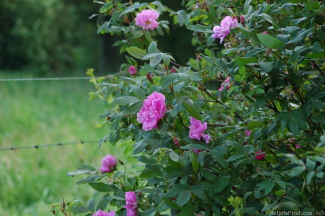 'Thérèse Bugnet (Rugosa, Bugnet, 1941)' rose photo