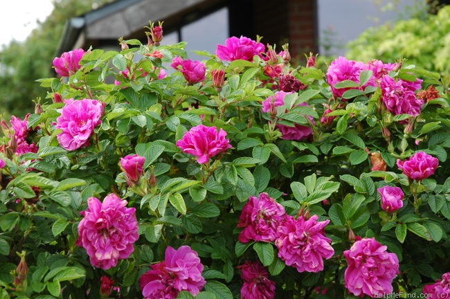 'Hansa (Rugosa, Schaum & Van Tol, 1905)' rose photo