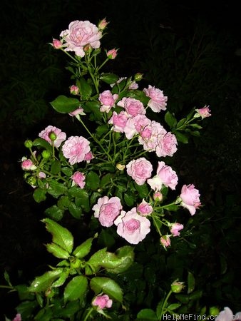 'Fragrant Lavender Simplicity ®' rose photo