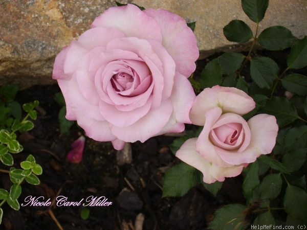 'Nicole Carol Miller ™' rose photo