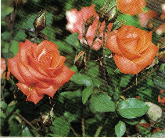 'Bonnie Hamilton' rose photo