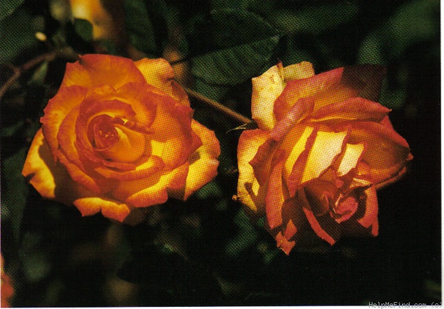 'Cherry Gold' rose photo