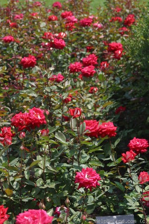 'Love (grandiflora, Warriner, 1977)' rose photo