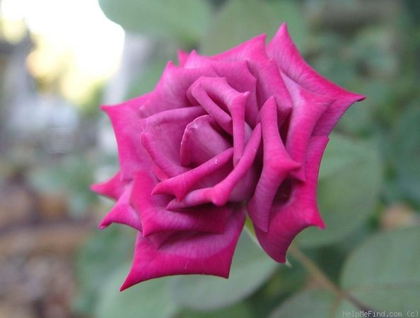 'Dr. John Dickman' rose photo